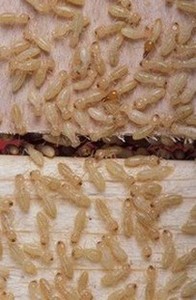 Live termites