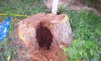 Cavity within a tree stump created by a termite nest