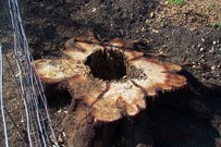 Termites in a tree stump