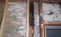Termite damage in wall revealed when plaster was removed Termite damage in wall revealed when plaster was removed