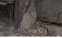 Termite mud tunnel on a timber stumps