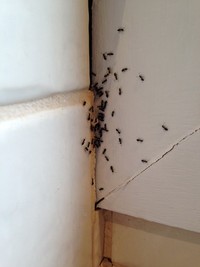 Black ants being treated by Termite Tactics in Melbourne Black ants being treated by Termite Tactics in Melbourne