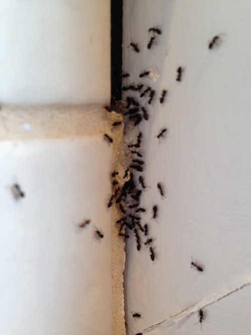 Black ants being treated by Termite Tactics in Melbourne