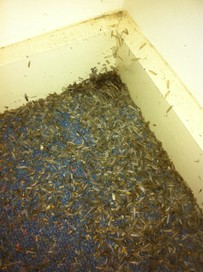 Flying termites inside a house after a swarm