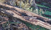 Termite nest found in timber sleeper