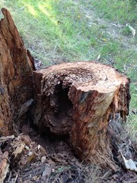 Termite nest in tree stump