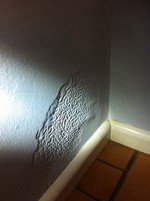 Termite nest hidden behind a plaster wall