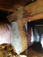 Termite tunnel on a stump in Warrandyte
