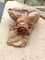 termite nest in a bottle