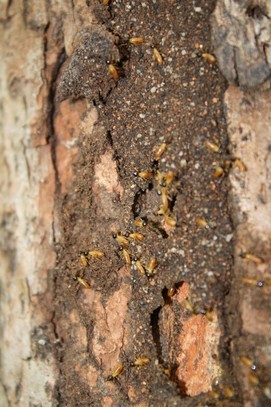 Termites on tree in Litchfield National Park, NT
