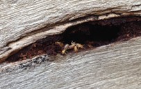 Termites in sleeper retaining wall