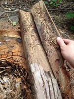 Termites have gained access to a building through a timber stump