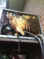 bees_in_aircon_2_1.jpg